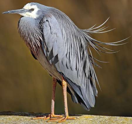 White-faced Heron photographed by Benjamint444.