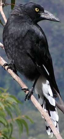Pied Currawong photographed by D. Gordon E. Robertson.