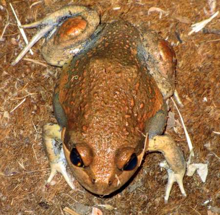 Southern Bullfrog photographed by Eileen Brownless.