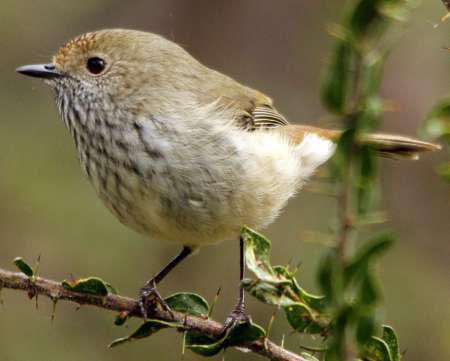 Brown Thornbill photographed by Geoff Park.