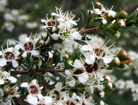 Burgan photographed by Ian Higgins.