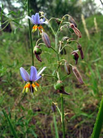 Matted Flax-lily photographed by Ian Higgins.