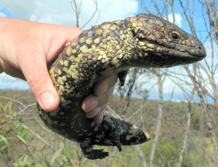 Stumpy-tailed Lizard photographed by Ian Higgins.
