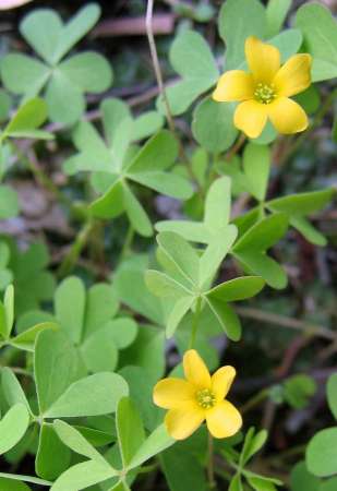 Small-flower Wood-sorrel photographed by Ian Higgins.