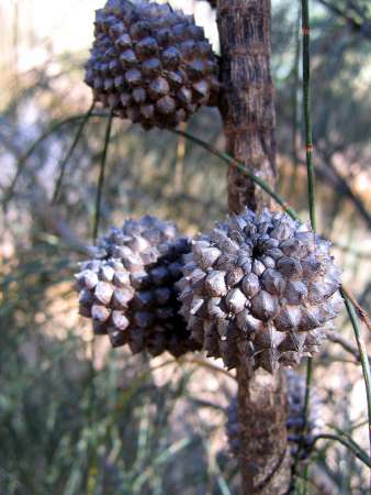 Drooping She-oak photographed by Ian Higgins.