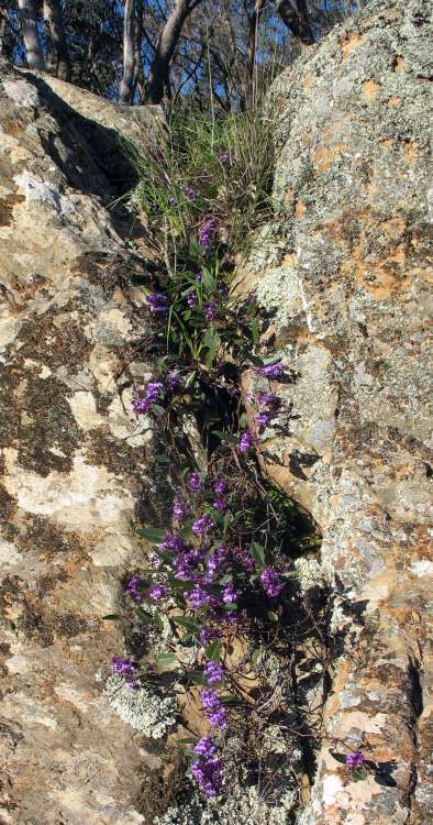Purple Coral-pea photographed by Ian Higgins.