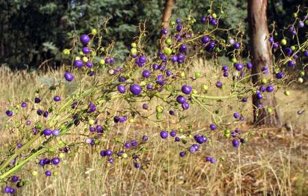 Late-flower Flax-lily photographed by Ian Higgins.