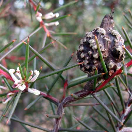 Bushy Needlewood photographed by Ian Higgins.