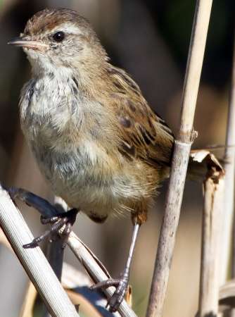 Little Grassbird photographed by JJ Harrison.