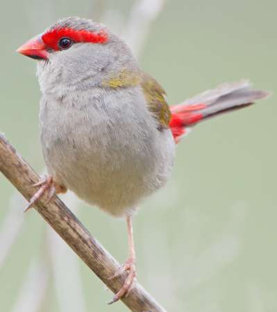 Red-browed Finch photographed by JJ Harrison.