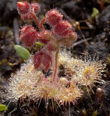 Scarlet Sundew photographed by MFdeS.