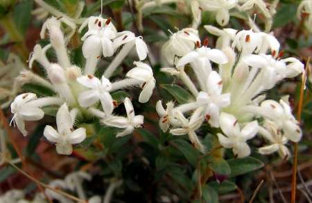 Common Rice-flower photographed by Melburnian.