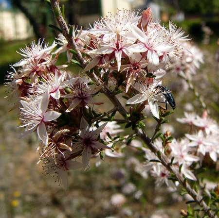 Common Fringe-myrtle photographed by Terri Williams.